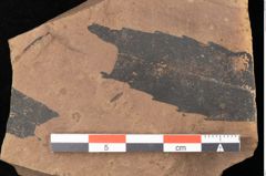Foto (Detailsansicht) von Quercus palaeoilex Ettingshausen (NHMW-GEO-2024-0188-0894)